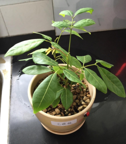 如何在家种植桂圆，如何在家种植桂圆树（喜欢吃龙眼就在家栽一盆）