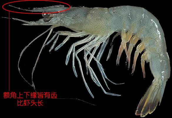 北极甜虾和普通虾的品种区别，如何鉴别对虾、罗氏虾、北极甜虾……一文解决“虾”认识