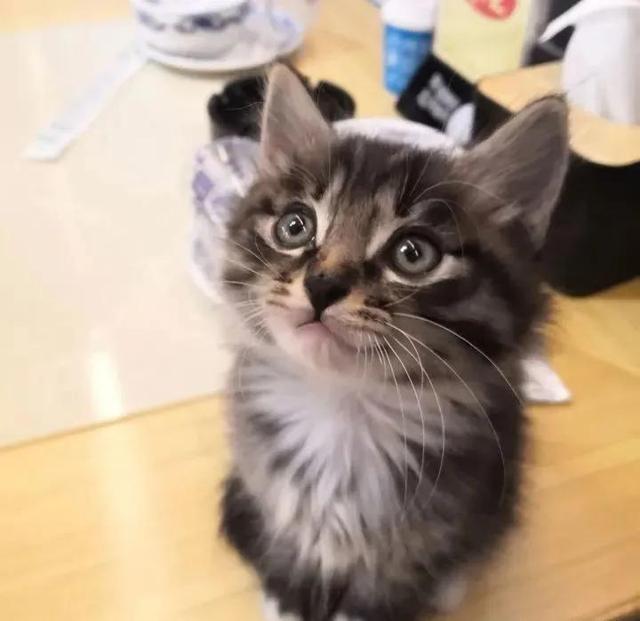 狸花猫是土猫吗，狸猫是土猫吗（那些年嘲笑狸花是小土猫的人）