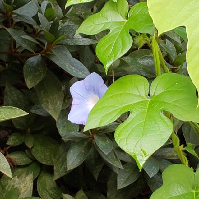 牵牛花种子种植时间和方法，秋季买点牵牛花种子种土里