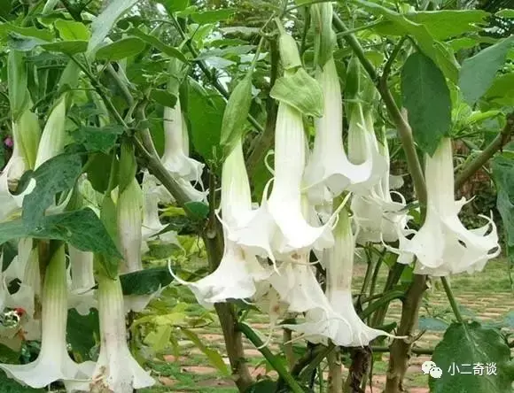 巨型猪笼草有毒吗,猪笼草有毒吗?有什么作用(世界极具恐怖的植物) 巨型猪笼草有毒吗,猪笼草有毒吗?有什么作用(世界极具恐怖的植物)