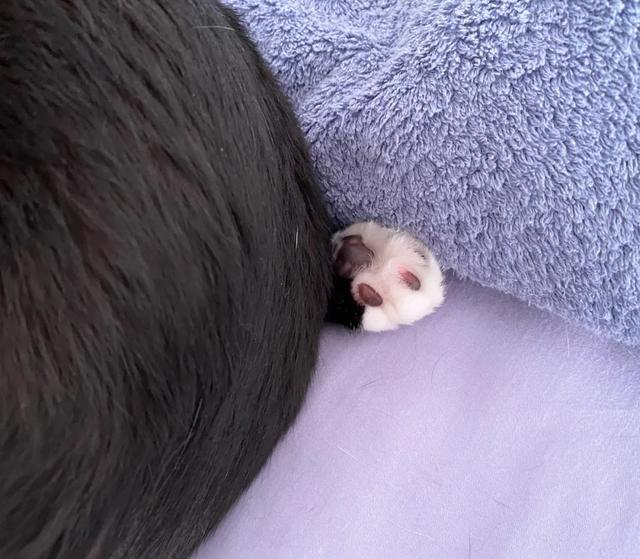 可爱表情包.抱我的小猫腿舔我的jio，微信头像，可爱表情包.抱我的小猫腿舔我的jio（却把评论区逼成了恋jio癖哈哈哈）