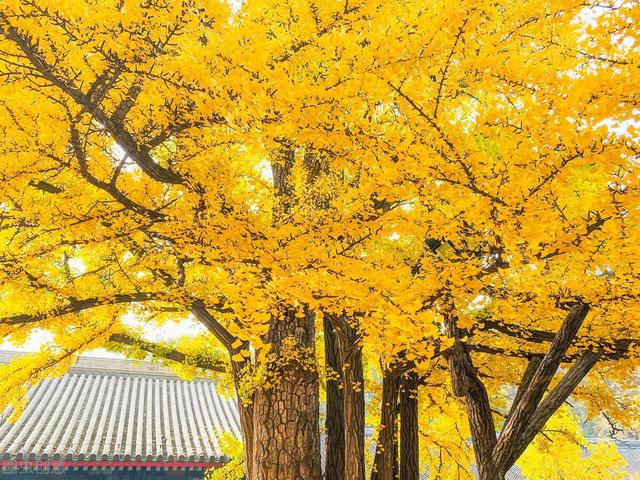 热带雨林的特点，热带雨林的特点和微信（丰富的植被你知道多少）