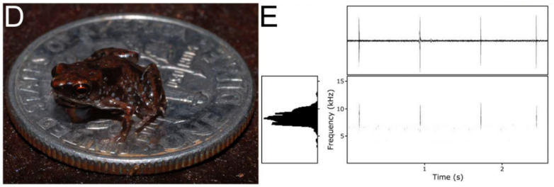 蛙类品种大全，蛙类品种大全有毒（地球上7238种青蛙和蟾蜍中）
