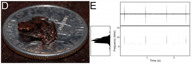 青蛙为什么会飞，青蛙为什么会飞脑筋急转弯（地球上7238种青蛙和蟾蜍中）
