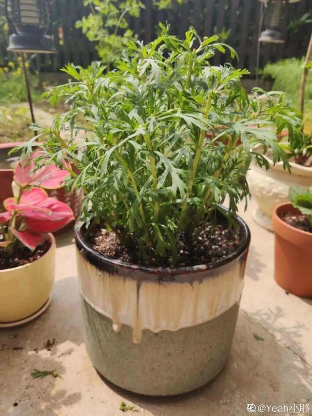 30种适合懒人养的花夏季，蹭蹭疯长、爆盆