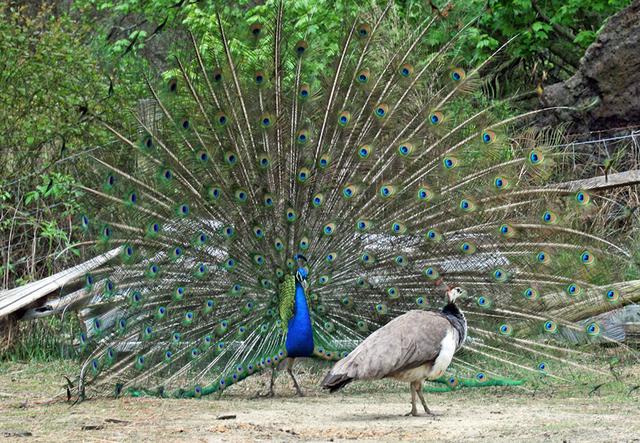 雄性跟雌性的区别，雄性跟雌性的区别是什么（为什么雄性大都比雌性漂亮）