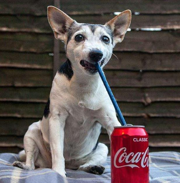 狗狗可以喝可乐吗，狗可以喝可乐么（狗狗饮食“黑名单”）