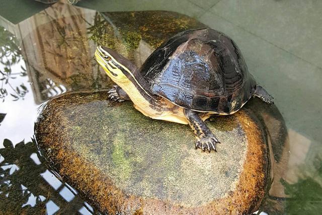 乌龟代表什么象征意义，乌龟的寓意和象征（如何挑选一只乌龟我来告诉你）