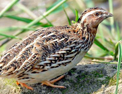 鹌鹑看起来没有尾羽,尾部只有一点尖尖的,象初生花蕾一样,故名鹑尾