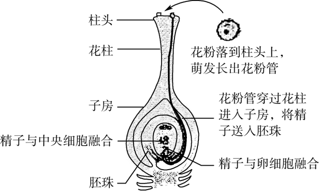 胚珠的发育和胚囊的形成总结，济南版生物八年级上册知识点总结