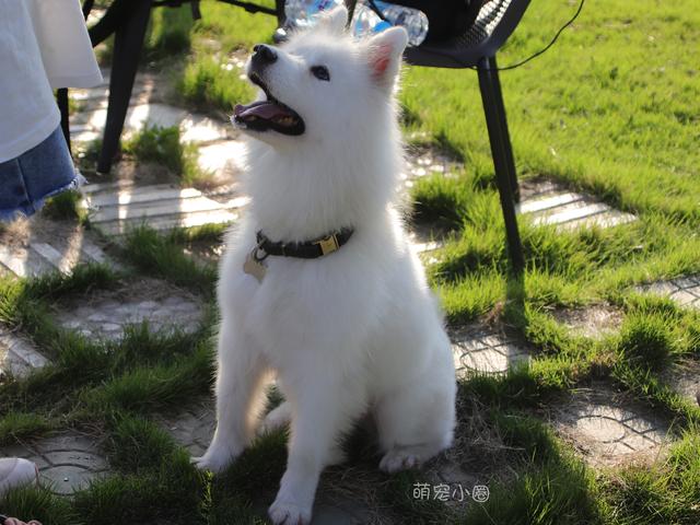 宠物心情不好怎么办，qq宠物心情不好怎么办（让你分分钟就能哄得它摇尾巴）