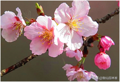 中国樱花有几个品种，中国樱花树品种（这81种樱花）