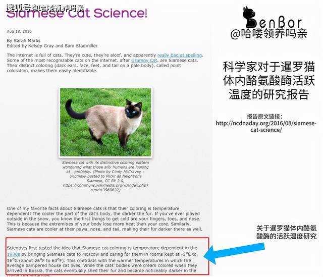 暹罗国是哪个国家（猫界变色龙：暹罗猫）