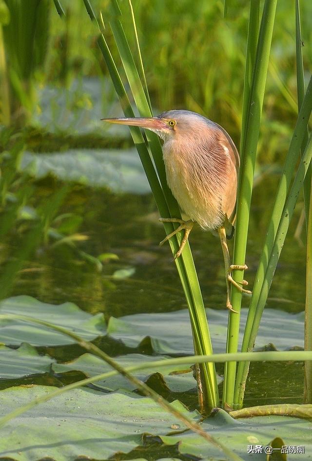 一个东一个鸟怎么读，一个东一个鸟怎么念（见过好多鸟名生僻字）