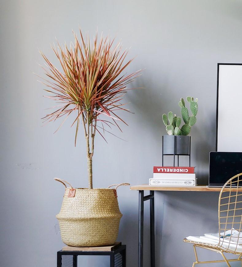 红铁树的作用与功效，红铁树的作用与功效是什么（分享10种寓意美好并且适合客厅种植的植物）