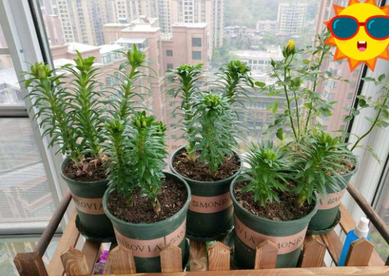 百合种球怎么种植，百合花种球的种植方法（百合花的最佳种植时间到了）