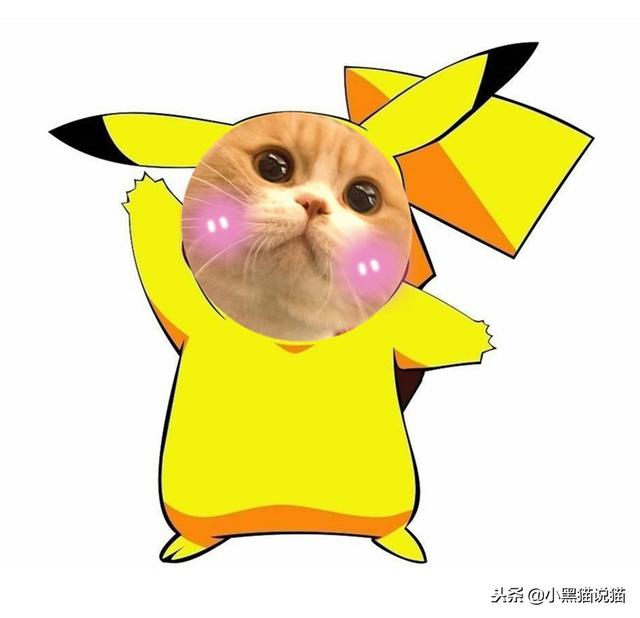 麒麟尾（麒麟尾猫），你的喵可能有皮卡丘血统（麒麟尾猫咪图片）