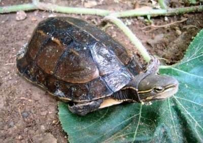 乌龟种类有哪些，乌龟种类有哪些品种（陆龟和水陆两栖龟区别）