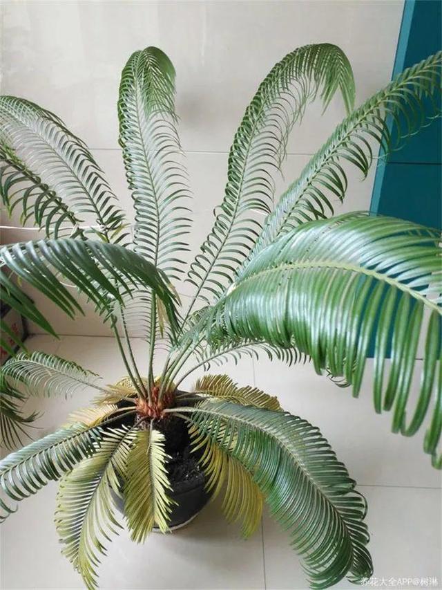 SuSu:一起种草莓来吗，微信头像，SuSu:一起种草莓来吗?【杂图】（花芽蹭蹭长满盆）