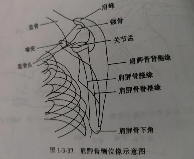 肩胛下角平对第几肋，肩胛下角一般平对第几肋（学习《X线读片指南》骨、关节系统——肩胛骨）