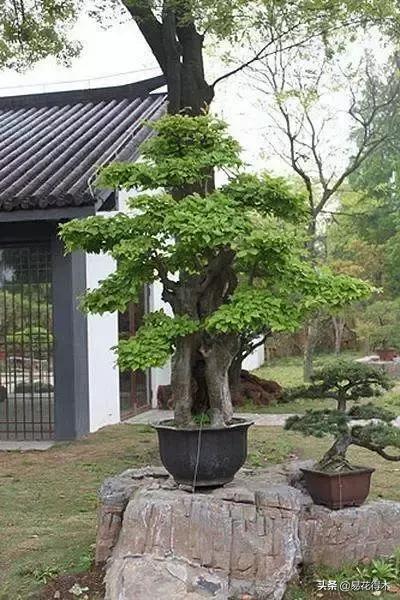 金缕梅，国家一级濒危珍稀植物（金缕梅对皮肤的作用）