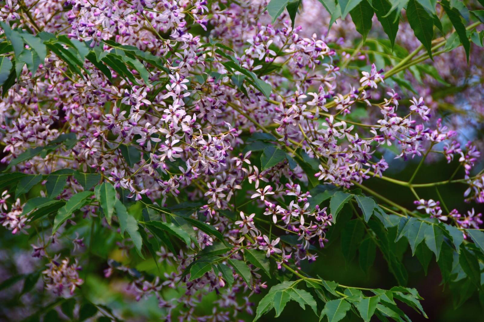 普通苦楝树,还有那么多作用,你了解吗(苦楝子树有什么作用) - 彝家