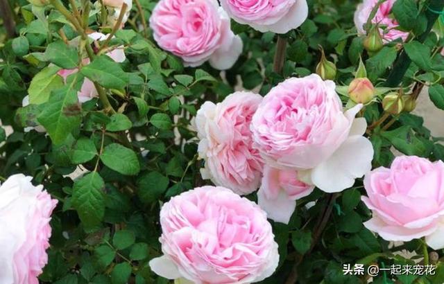 月季花有几种颜色，月季花是什么颜色（盘点10款经典的月季花）