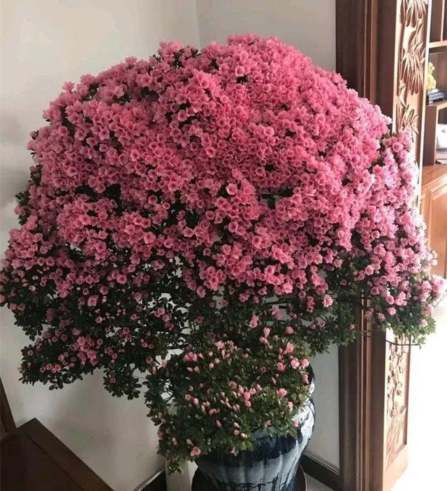 东洋杜鹃怎么养，花开的比叶还多