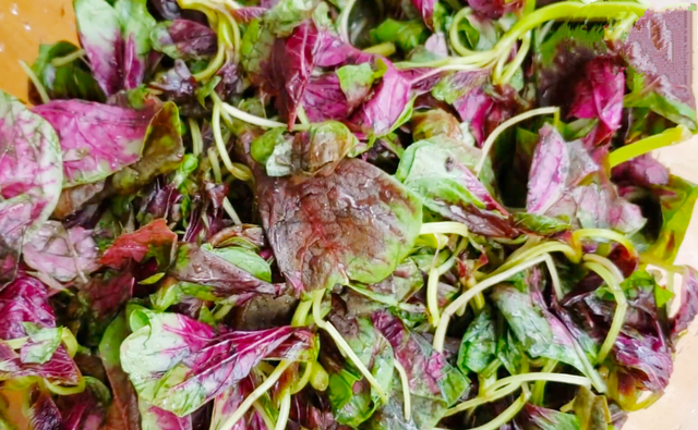 苋菜的做法，大厨教你正确做法（苋菜的吃法大全）