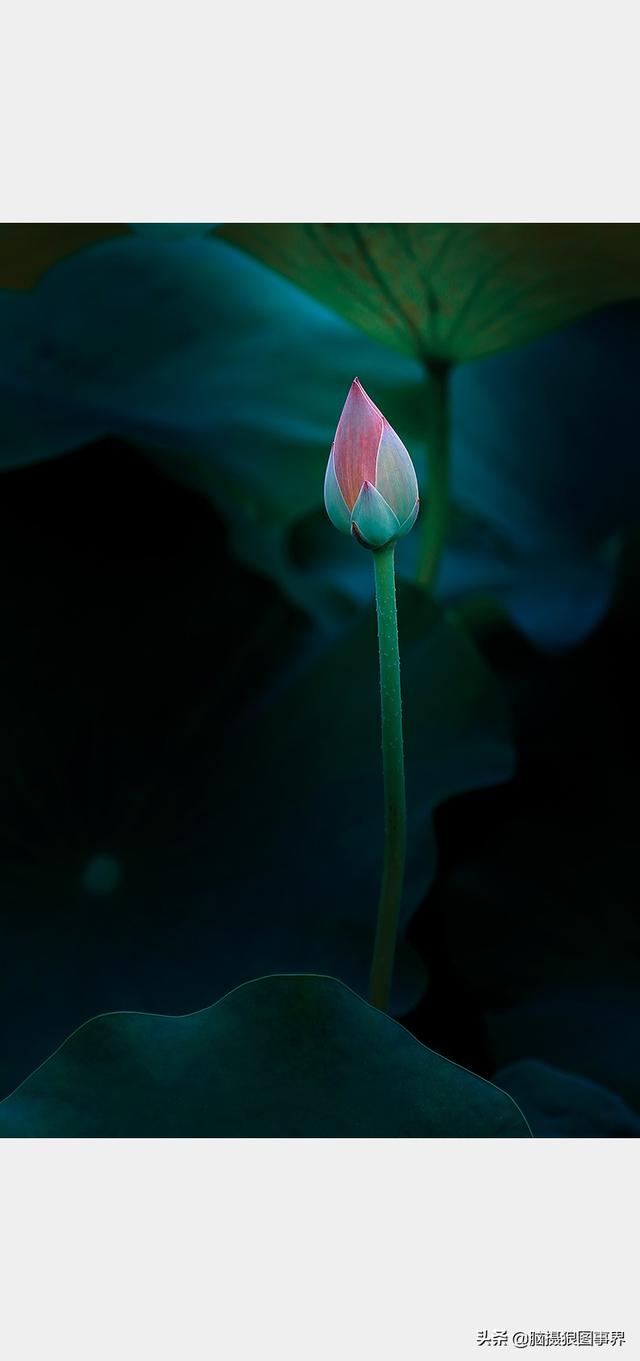 荷花图片，荷花图片大全真实照片（分享18张实拍荷花照）