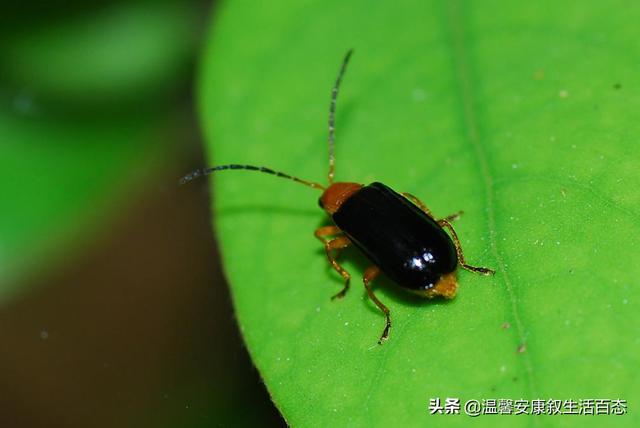 昆虫的主要特征，简述昆虫的主要形态特征（昆虫……你又了解多少呢）