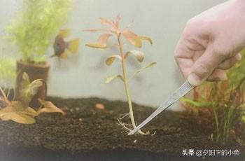 种植迷你矮珍珠的方法，矮珍珠怎么种植方法（4种正确栽种方法）
