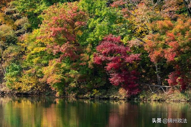 枫叶的特点，最佳观赏期还要等一等……（枫叶长什么样子）