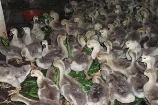 鹅怎样养殖，养殖鹅的方法（鹅的养殖技术）