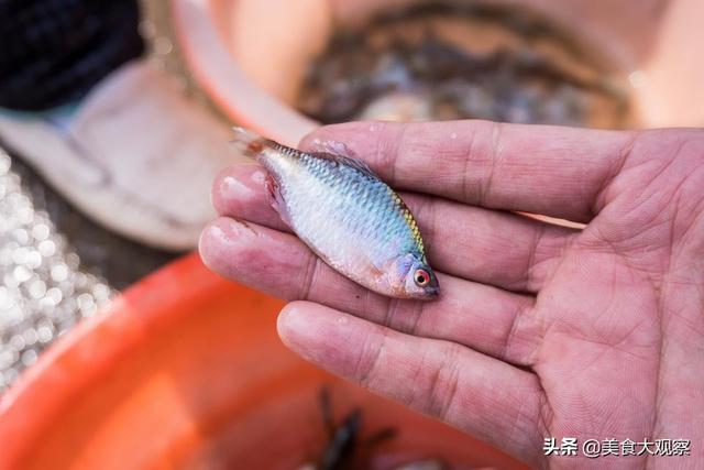 淡水河里的小鱼品种，常见淡水鱼名称（农村河里非常稀少的野生小鱼）