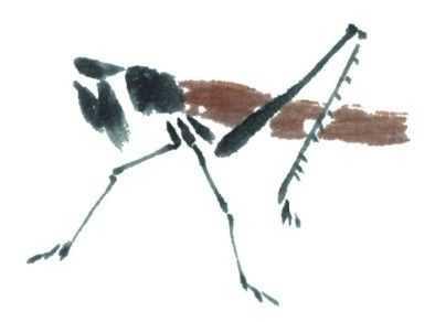 蜻蜓简笔画，蜻蜓简笔画彩色（老艺术家教你几个画法）