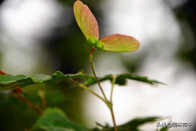 红叶植物简介，红叶植物简介资料（别再误把槭树当枫树）