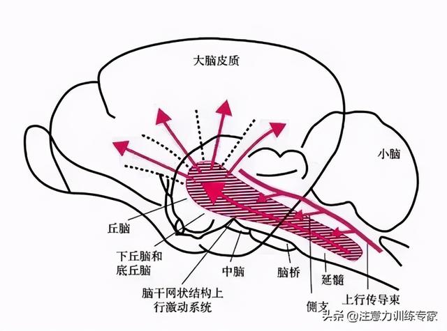 孩子总犯困没精神是什么原因，孩子没精神老是想睡觉（增加大脑纺锤波数量）