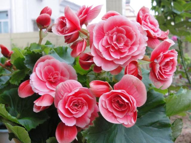 大岩桐如何养长得旺盛，大岩桐好不好养（如何养才能开花又多又鲜艳呢）