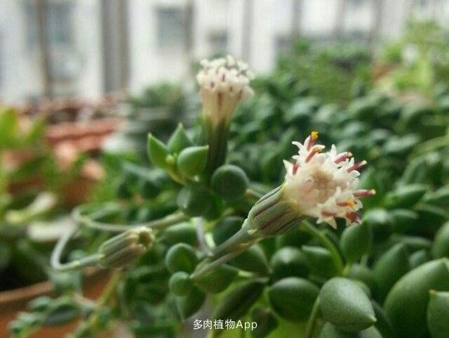 情人泪的养殖方法和注意事项，情人泪的养殖的注意事项（颗颗“绿珍珠”）