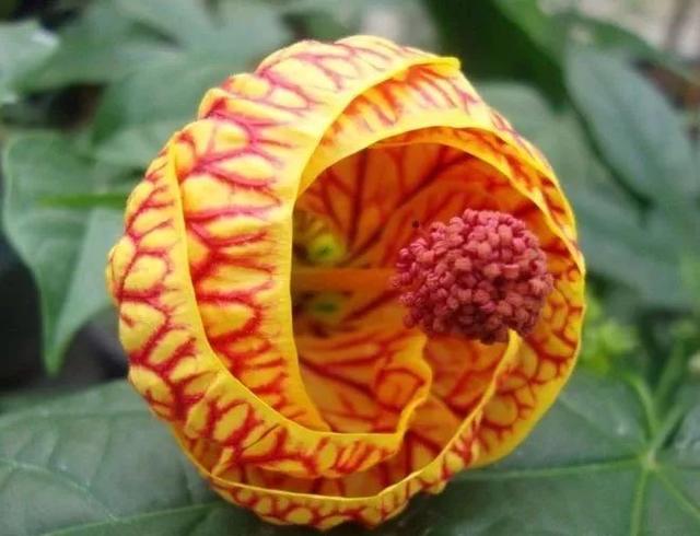 骷髅花的花语,骷髅花为什么叫骷髅花(奇花,活500年不一定能看到)