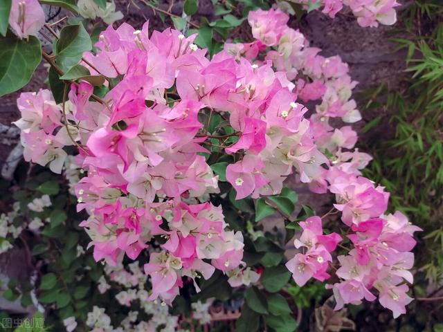 三角梅哪个品种最漂亮好看，三角梅哪个品种最勤开花？花开最美艳