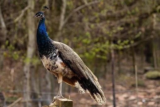 狮子和猴子的故事，狮子和猴子的故事英文（狮子、孔雀和猴子的故事）