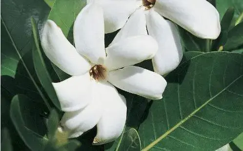 栀子花水培怎么养，怎么养栀子花盆栽水培（水培栀子花的养殖方法及注意事项）