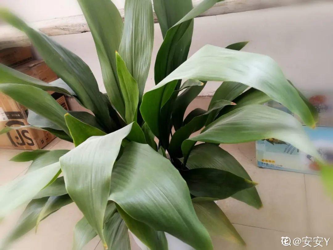 除甲醛的植物排名(除甲醛公司)