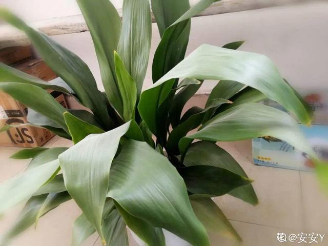 吸收甲醛的植物，哪种植物具有吸收甲醛的功能（净化空气最厉害）