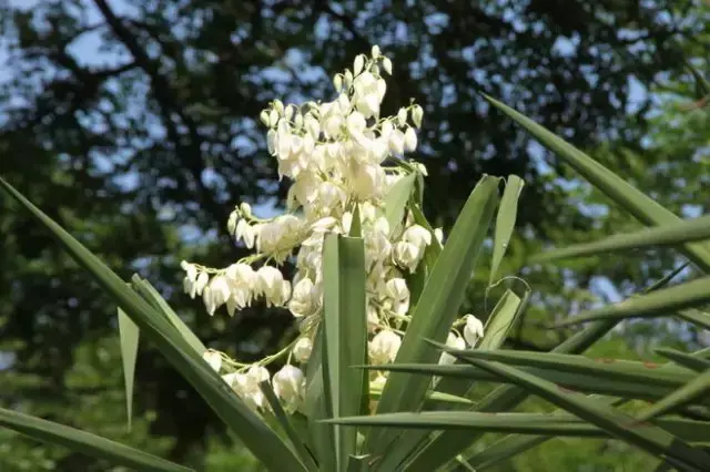 各种花开放的时间（100种常见花的花开时间附图）