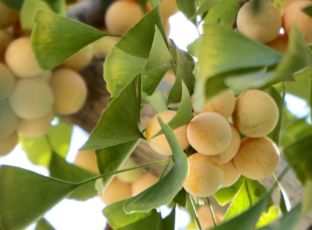 花的由来，玫瑰花的由来（花的名字是怎么来的）