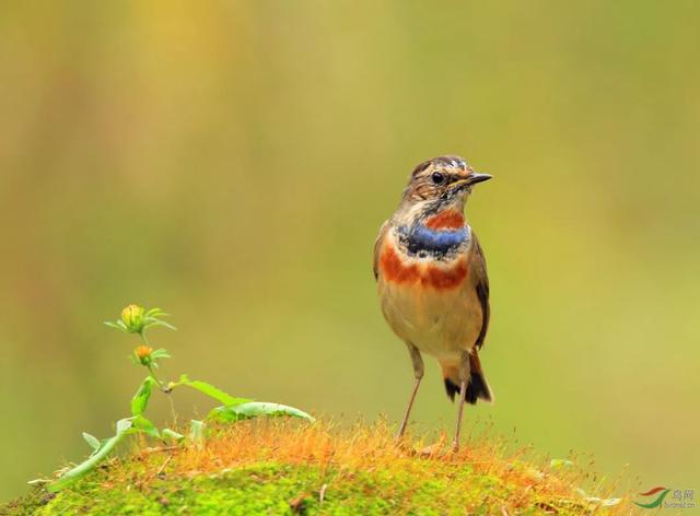 鹳怎么读，颧怎么读音读出来（鹬、鸫、鸲、鹟、鹎、鹳、鹮……这都是啥鸟）